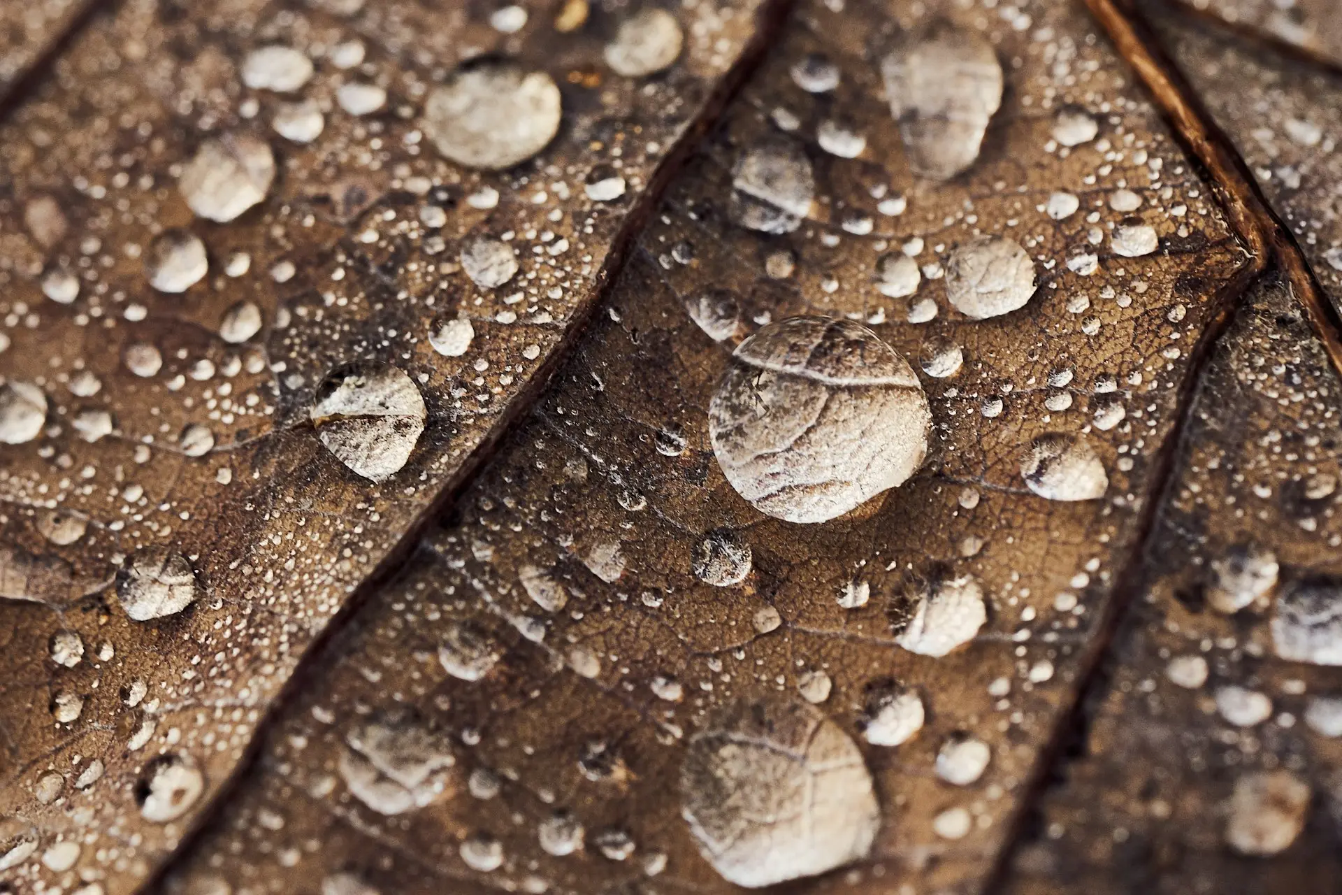 dried leaf